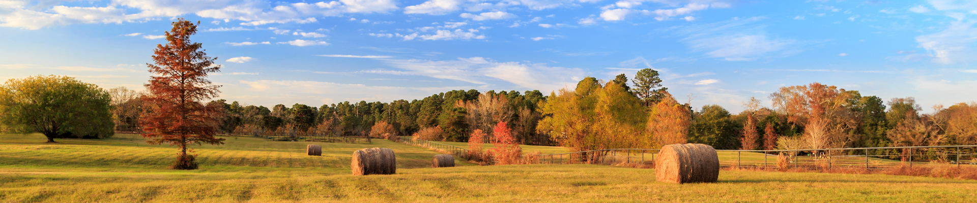 Extraordinary Dividend