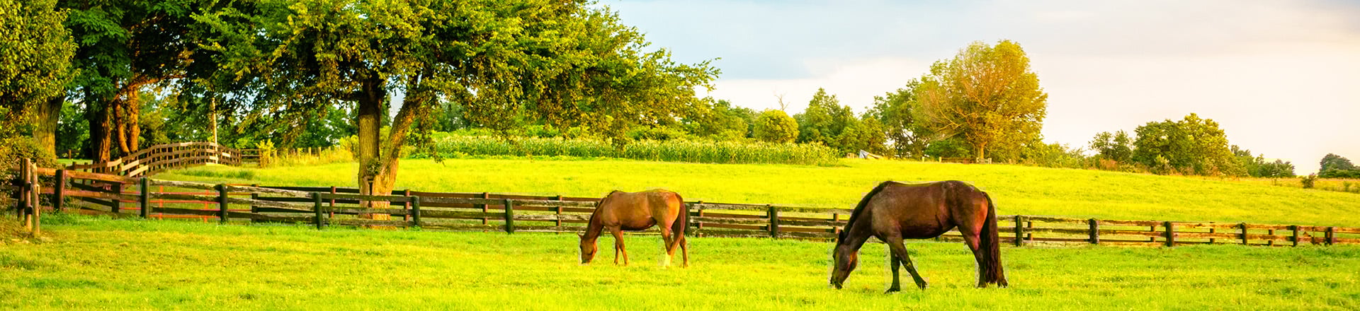 horses grazing in a field